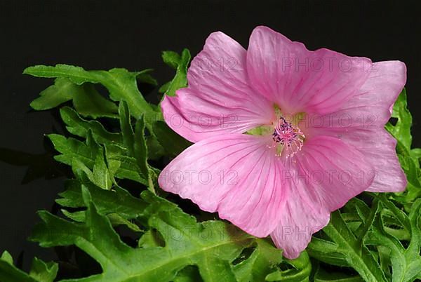 Musk mallow