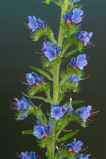 Common viper's-bugloss