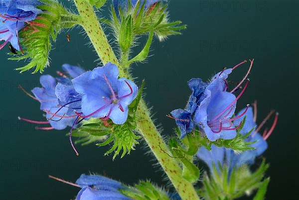 Common viper's-bugloss