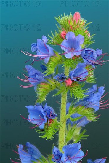 Common viper's-bugloss