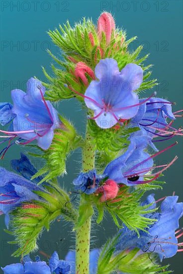 Common viper's-bugloss