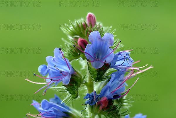 Common viper's-bugloss