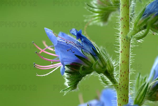 Common viper's-bugloss