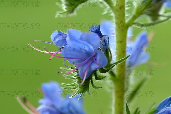 Common viper's-bugloss