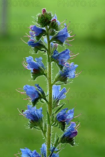 Common viper's-bugloss