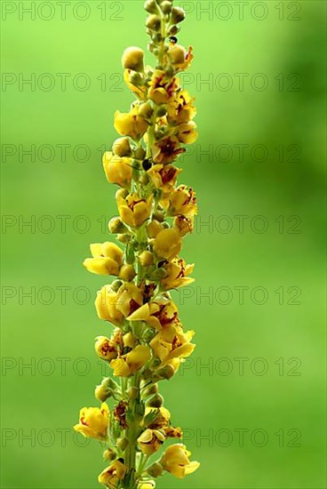 Black-eyed mullein