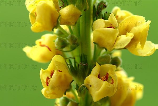 Black-eyed mullein