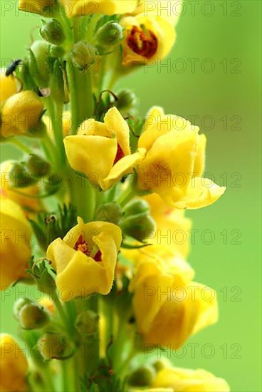 Black-eyed mullein