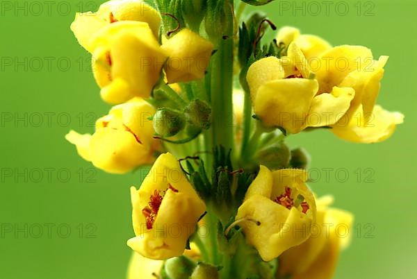 Black-eyed mullein