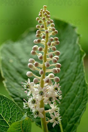 Pokeweed