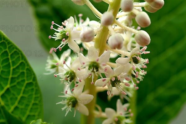 Pokeweed