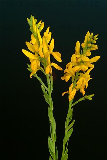 Dyer's broom