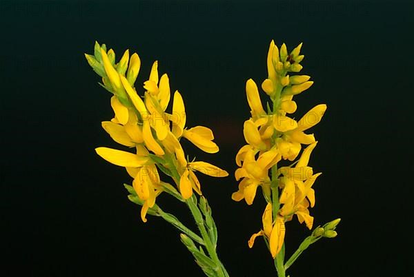 Dyer's broom