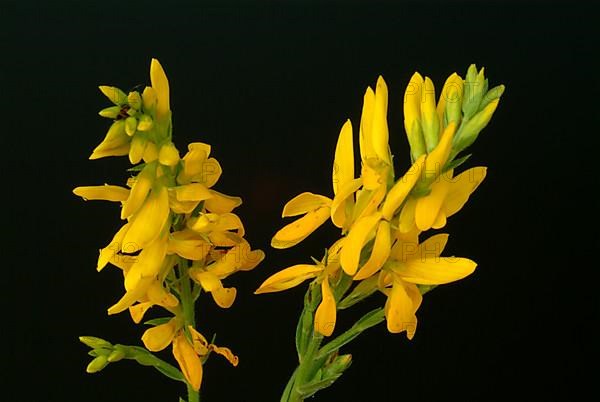 Dyer's broom