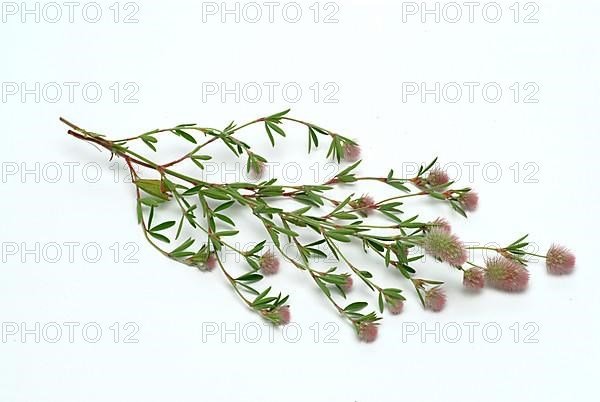 Hare clover