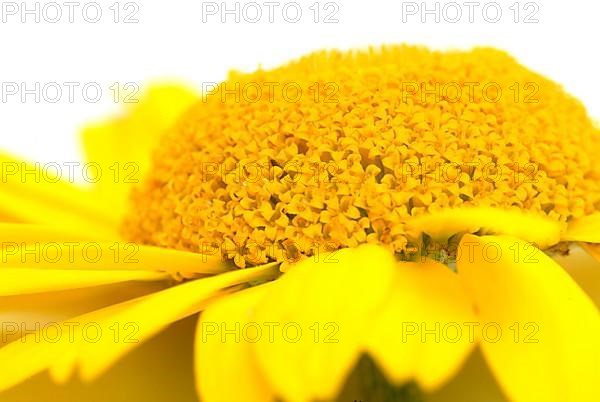 Dyer's chamomile