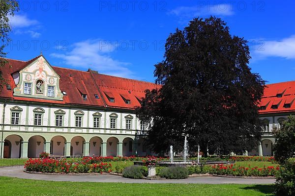 Blood beech in the inner courtyard of Benediktbeuren Abbey