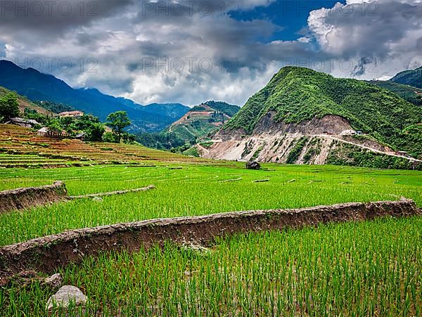 Rice field terraces