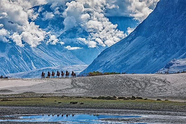 Tourists riding camels in Nubra valley in Himalayas