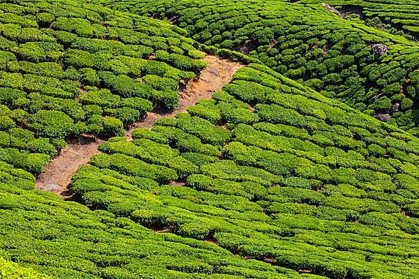 Green tea plantations in Munnar