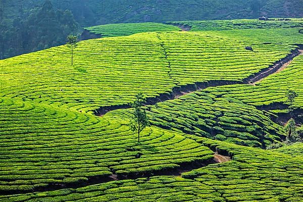 Kerala India travel background