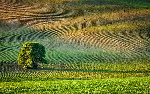 Lonely tree in ploughed field