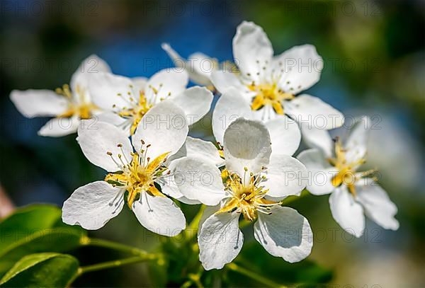 Flowers of apple tree blossoming in spring