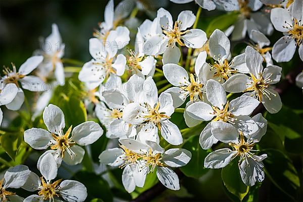 Apple tree blossoming branch in spring