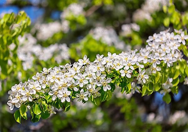 Apple tree blossoming branch in spring