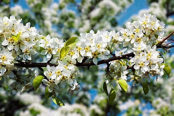 Apple tree blossoming flowers branch in spring