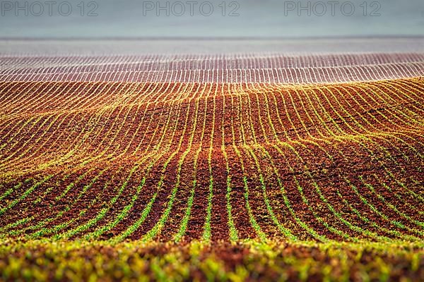 Rolling fields of Moravia