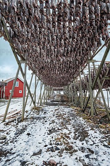 Drying flakes with stockfish cod fish in winter. Reine fishing village