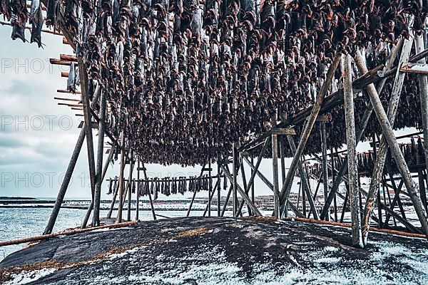 Drying flakes with stockfish cod fish in winter. Reine fishing village