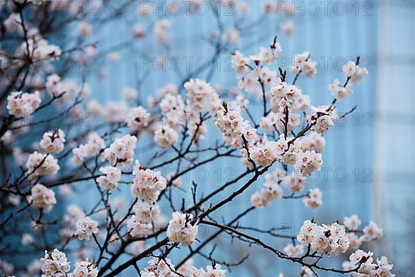 Blooming sakura blossoms flowers close up with skyscraper in the background. Seoul