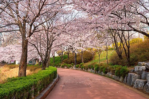 Blooming sakura cherry blossom alley in park in spring