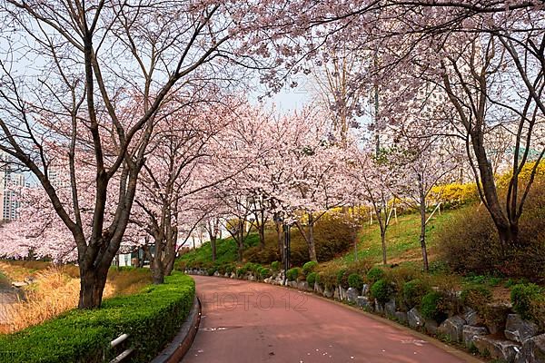 Blooming sakura cherry blossom alley in park in spring