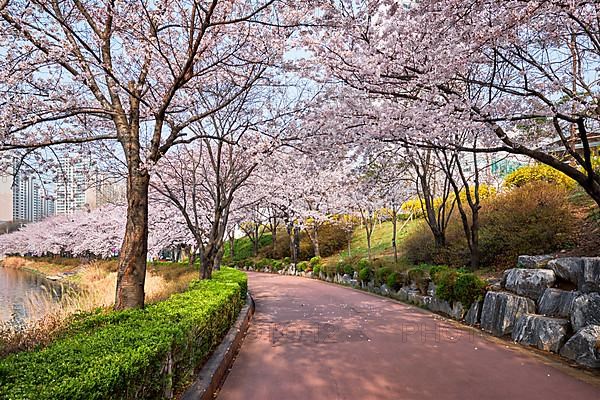 Blooming sakura cherry blossom alley in park in spring