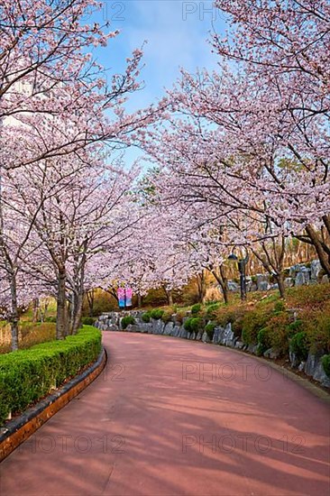 Blooming sakura cherry blossom alley in park in spring