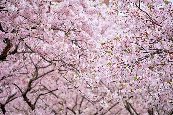 Blooming sakura cherry blossom background in spring