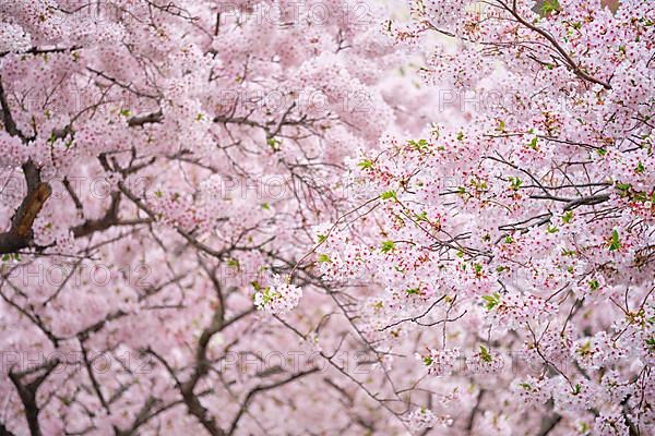 Blooming sakura cherry blossom background in spring