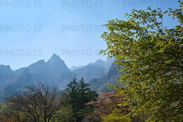 Landscape and trees in Seoraksan National Park