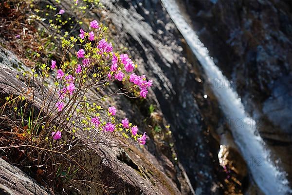 Rhododendron Mucronulatum Korean Rhododendron flower with Biryong Falls Waterfall in Seoraksan National Park