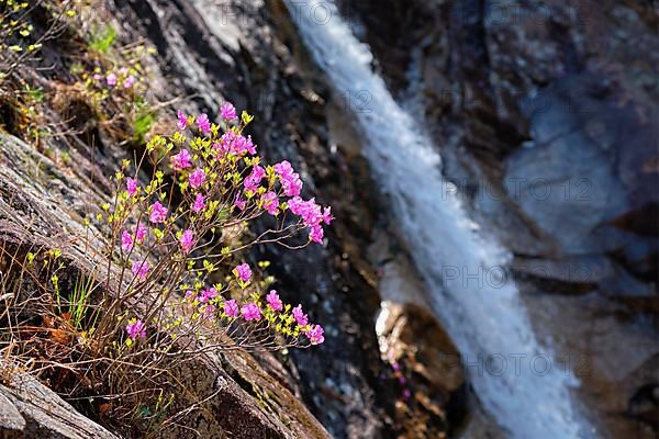 Rhododendron Mucronulatum Korean Rhododendron flower with Biryong Falls Waterfall in Seoraksan National Park