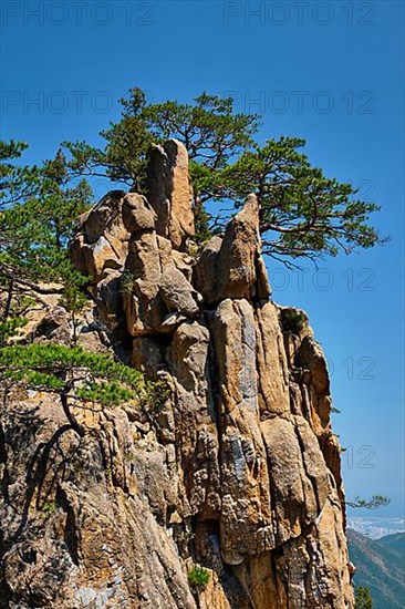 Pine tree and rock cliff at Towangpok Observatory viewpoint