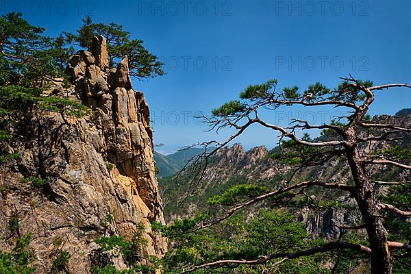 Pine tree and rock cliff at Towangpok Observatory viewpoint