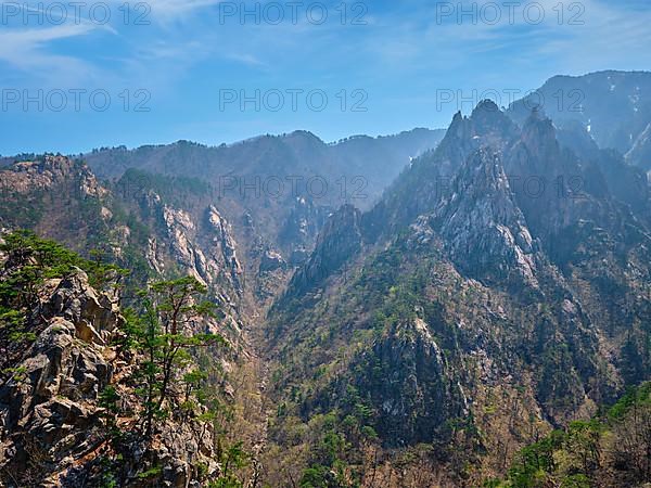 Pine tree and rock cliff at Towangpok Observatory viewpoint