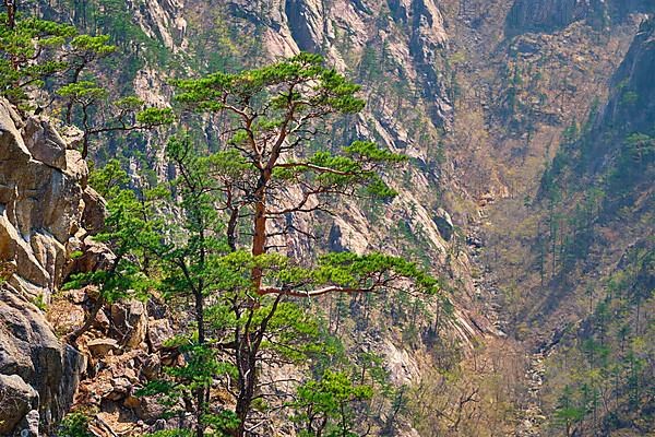 Pine tree and rock cliff at Towangpok Observatory viewpoint