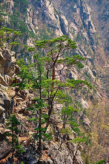 Pine tree and rock cliff at Towangpok Observatory viewpoint