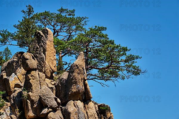 Pine tree and rock cliff at Towangpok Observatory viewpoint