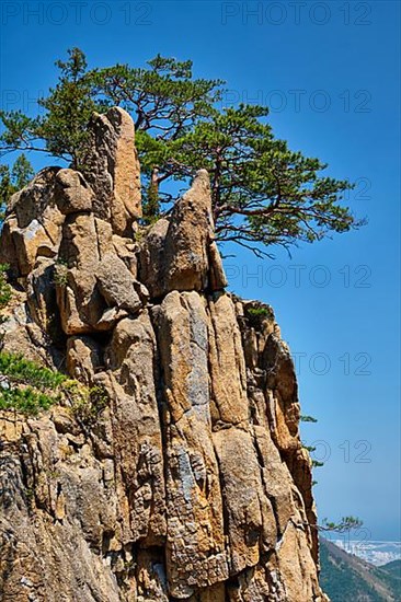 Pine tree and rock cliff at Towangpok Observatory viewpoint